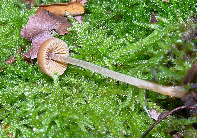 La Flora fungina negli aspetti microclimatici subtropicali
